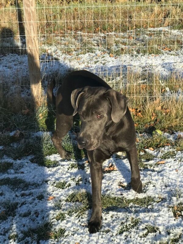 Great Dane puppies for sale in Colchester, Essex – 9 months old