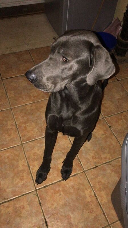 Great Dane puppies for sale in Colchester, Essex – 9 months old - Image 2 of 4