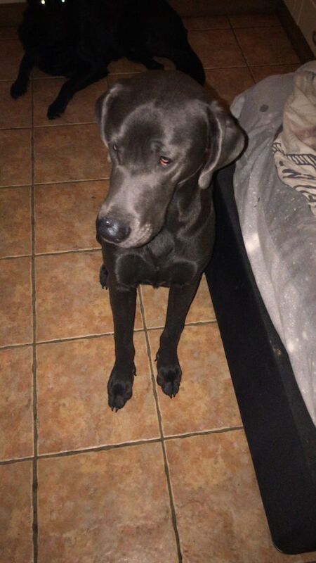 Great Dane puppies for sale in Colchester, Essex – 9 months old - Image 3 of 4