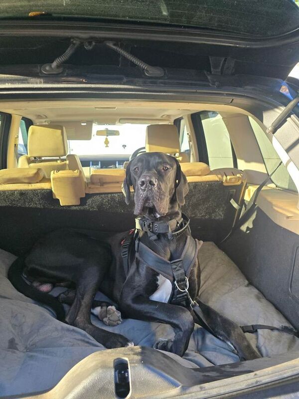 Great Dane puppies for sale in Sandy, Bedfordshire – 1 year old