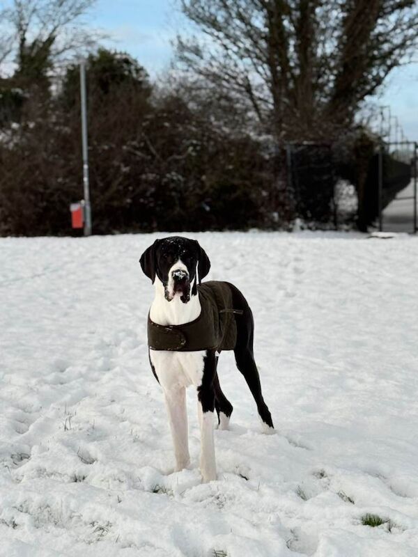 Great Dane Puppies For Sale