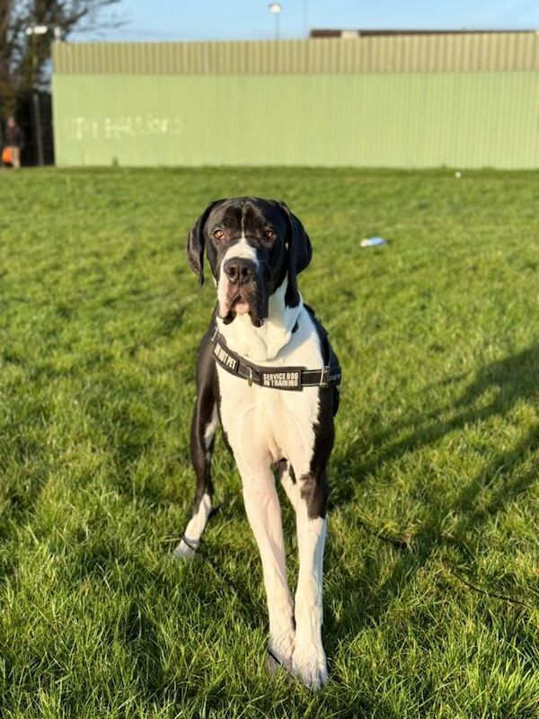 Great Dane puppies for sale in Antrim, County Antrim – 11 months old - Image 2 of 6