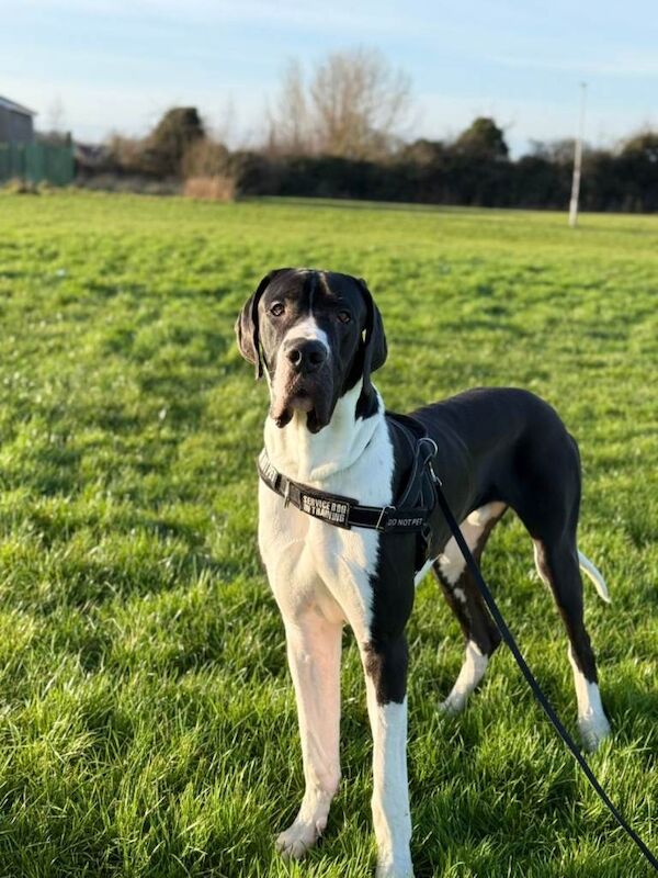 Great Dane puppies for sale in Antrim, County Antrim – 11 months old - Image 5 of 6