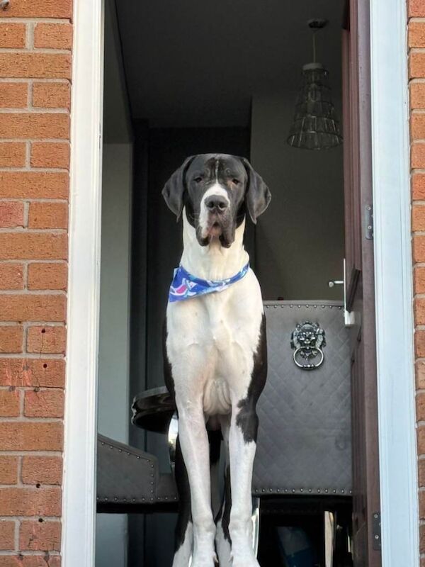 Great Dane puppies for sale in Antrim, County Antrim – 11 months old - Image 6 of 6