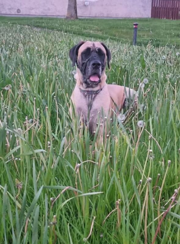 Great Dane puppies for sale in Craigavon, County Armagh – KC registered, 2 weeks old