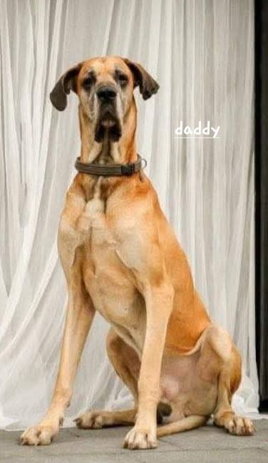 Great Dane puppies for sale in Craigavon, County Armagh – KC registered, 2 weeks old - Image 2 of 3