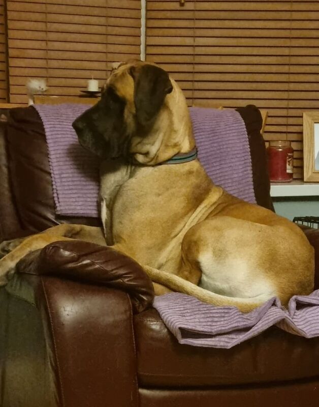 Great Dane puppies for sale in Craigavon, County Armagh – KC registered, 2 weeks old - Image 3 of 3