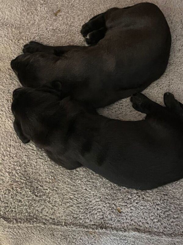 Great Dane Puppies For Sale