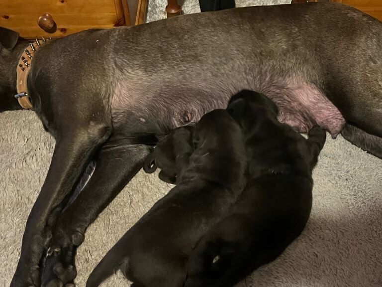 75% Great Dane pup - Image 2 of 2