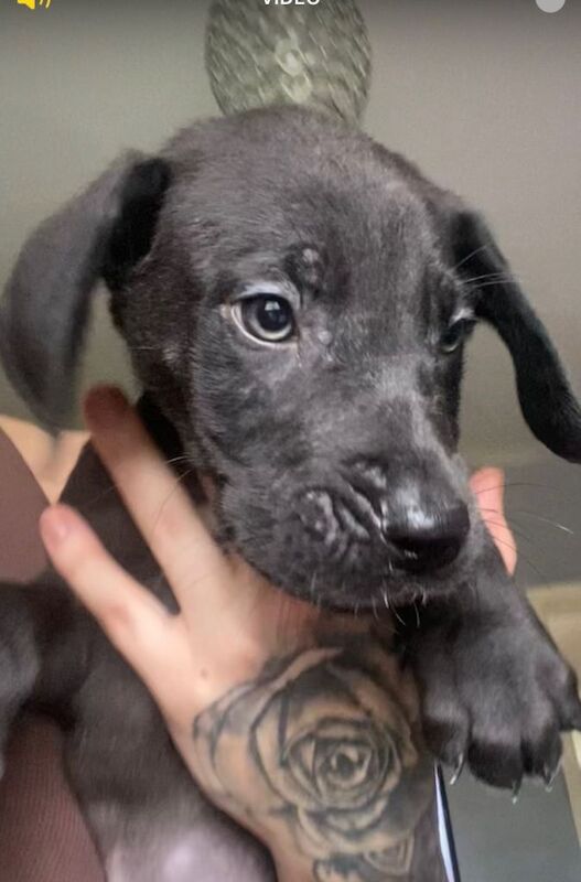 8 Great Dane puppies