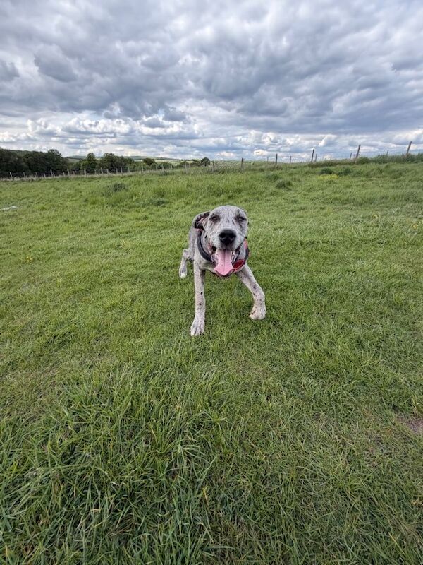 Great Dane Puppies For Sale Under £1,000