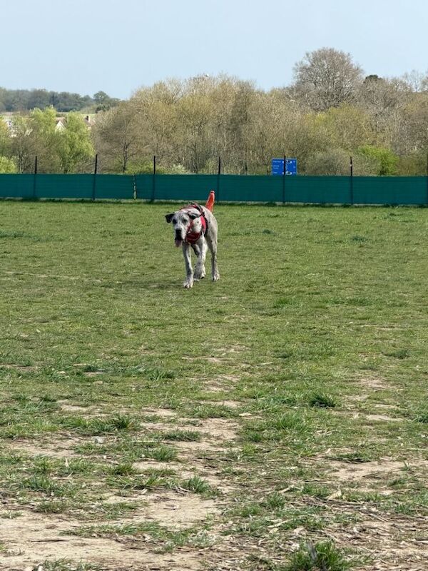 8 month old male Great Danes - Merlin colour - Image 2 of 3