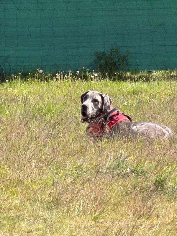 8 month old male Great Danes - Merlin colour - Image 3 of 3