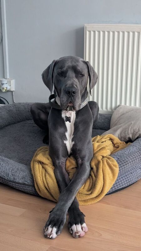 Great Dane Dogs And Puppies For Adoption