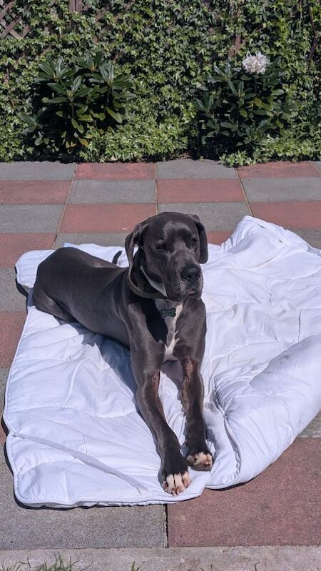 Beautiful boy - Image 5 of 7