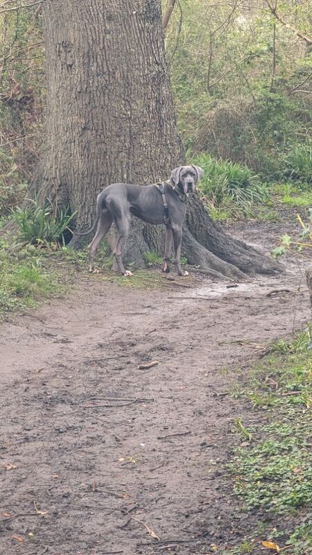 Beautiful boy - Image 6 of 7