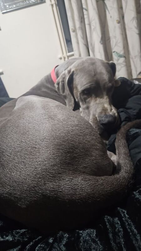 Blue The Great Dane for sale in Norwich, Norfolk