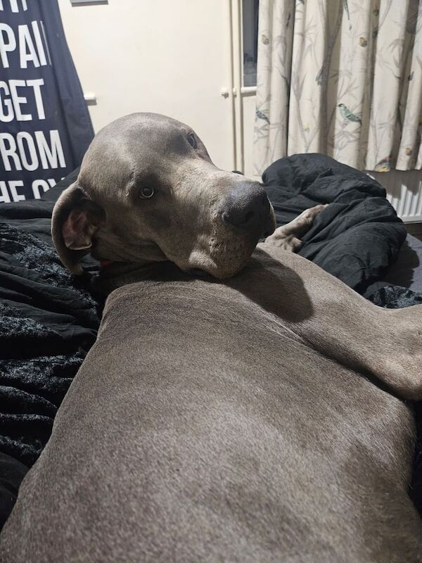 Blue The Great Dane for sale in Norwich, Norfolk | Image 2