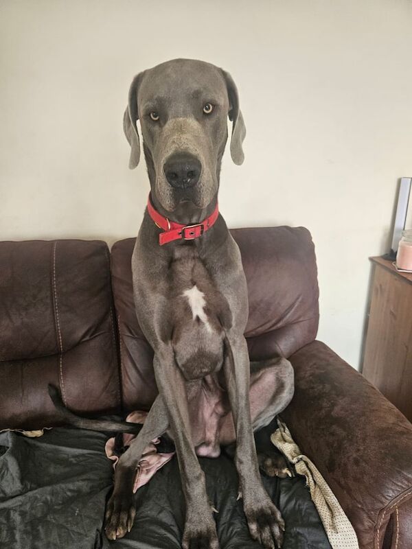 Blue The Great Dane for sale in Norwich, Norfolk | Image 3