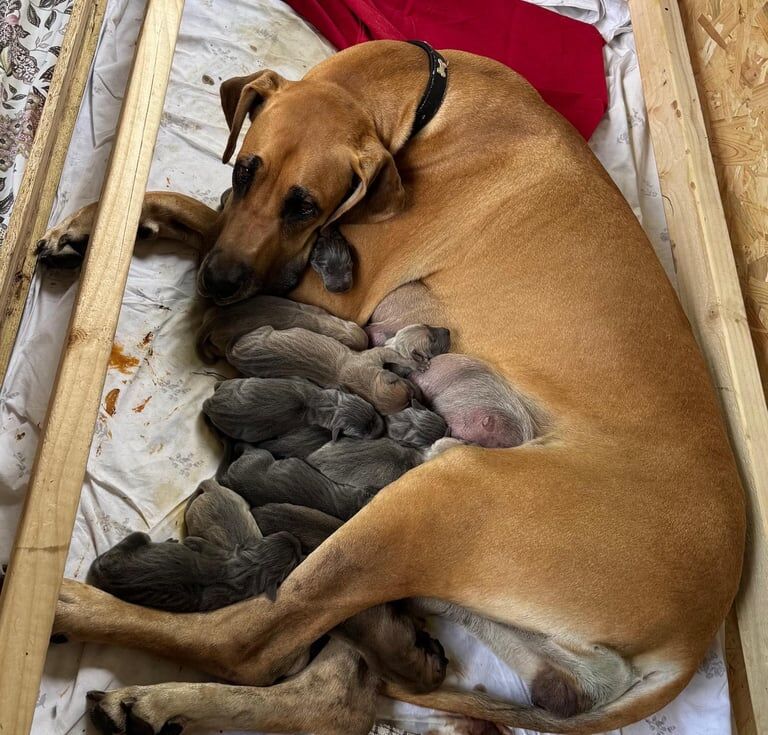 Great Dane puppies for sale in Blackburn, Lancashire – KC registered, 9 weeks old