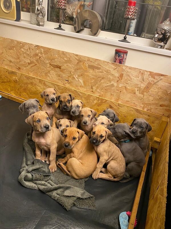 Great Dane puppies for sale in Blackburn, Lancashire – KC registered, 9 weeks old - Image 2 of 5