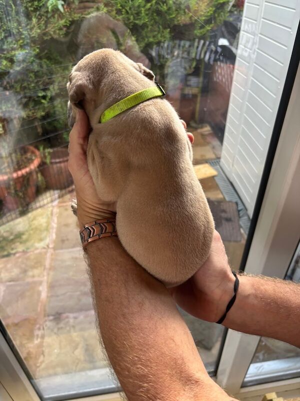 Great Dane puppies for sale in Blackburn, Lancashire – KC registered, 9 weeks old - Image 3 of 5