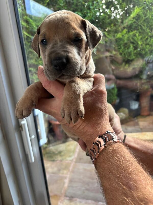 Great Dane puppies for sale in Blackburn, Lancashire – KC registered, 9 weeks old - Image 4 of 5