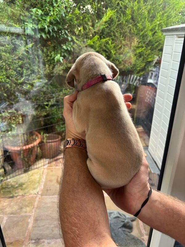 Great Dane puppies for sale in Blackburn, Lancashire – KC registered, 9 weeks old - Image 5 of 5