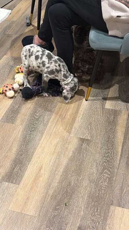 Great Dane puppies for sale in Gillingham, Dorset – 8 weeks old