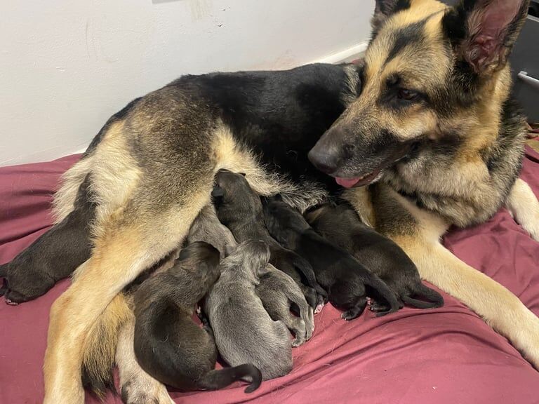 Great Dane puppies for sale in Lewisham, Greater London – 2 days old