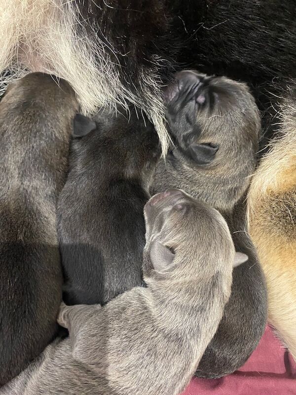 Great Dane puppies for sale in Lewisham, Greater London – 3 days old - Image 2 of 2