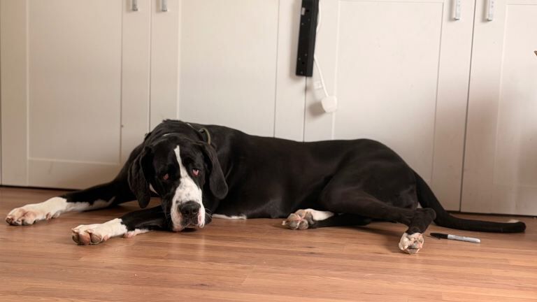 Great Dane Puppies For Sale