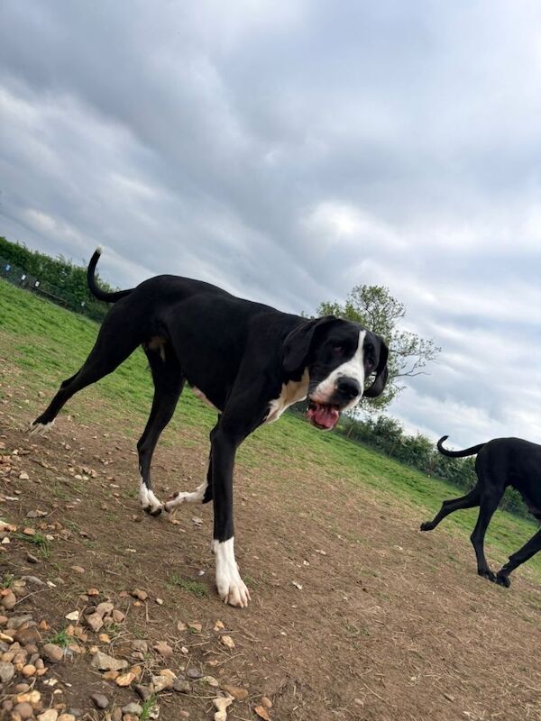 Gorgeous 16 Month Great Dane - Image 2 of 4