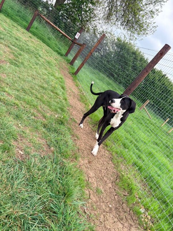 Gorgeous 16 Month Great Dane - Image 3 of 4