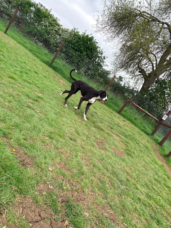 Gorgeous 16 Month Great Dane - Image 4 of 4
