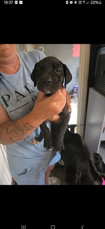 Great Dane puppies for sale in Seacroft, West Yorkshire – 6 weeks old