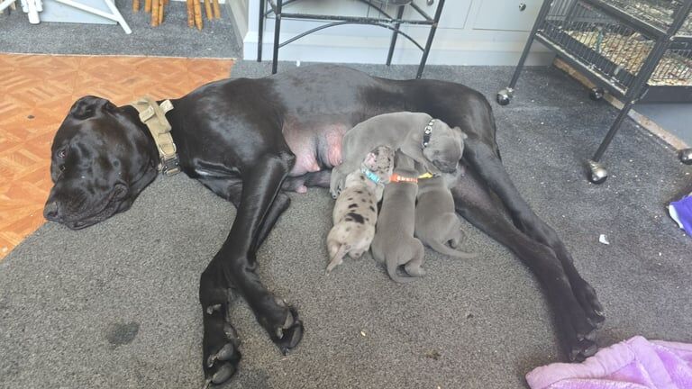 Great Dane puppies for sale in Seacroft, West Yorkshire – 6 weeks old - Image 2 of 2