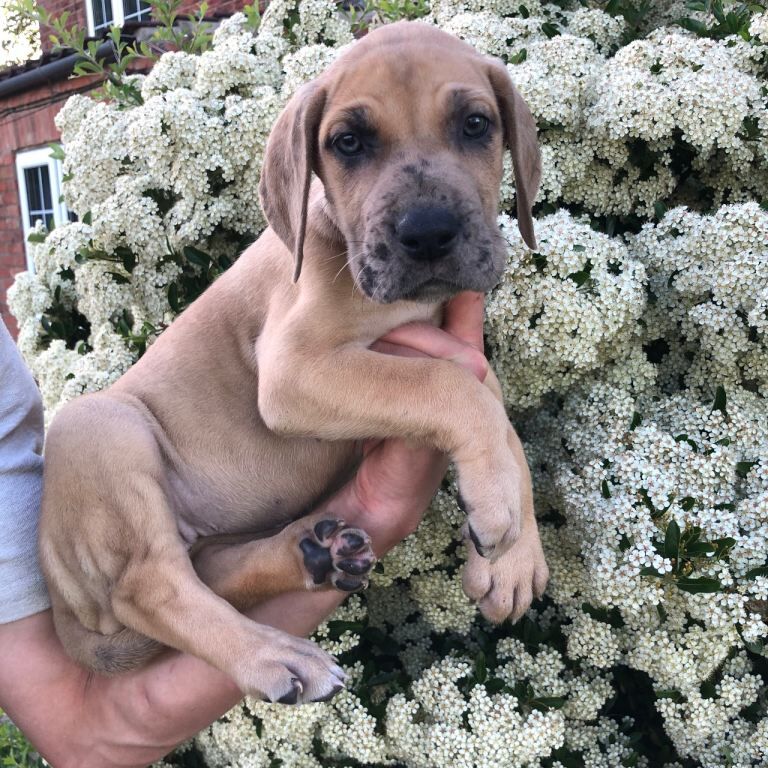 Great Dane female pup - Image 2 of 5