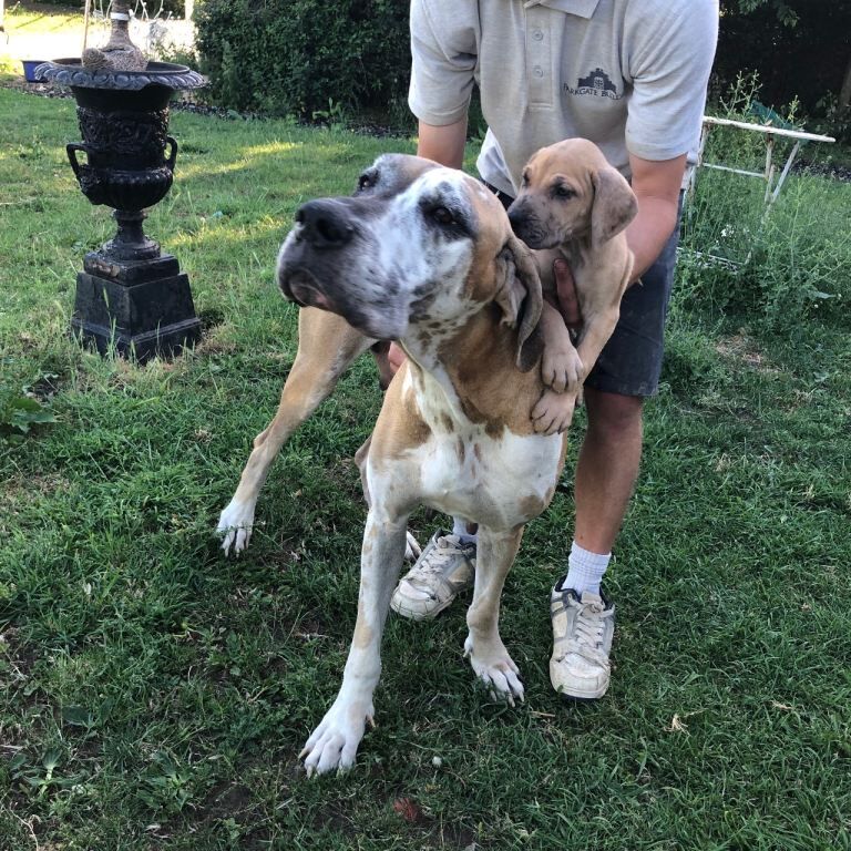 Great Dane female pup - Image 3 of 5