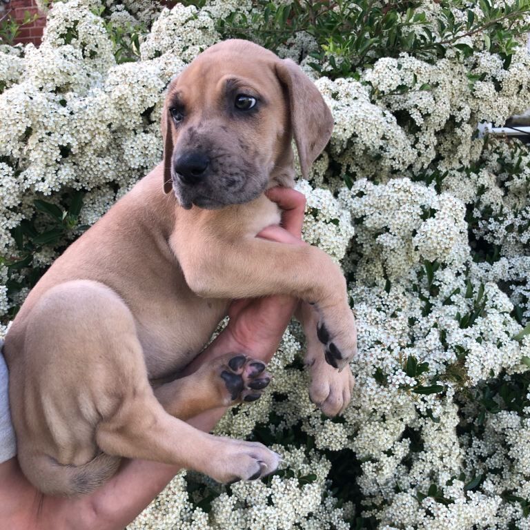 Great Dane female pup - Image 4 of 5