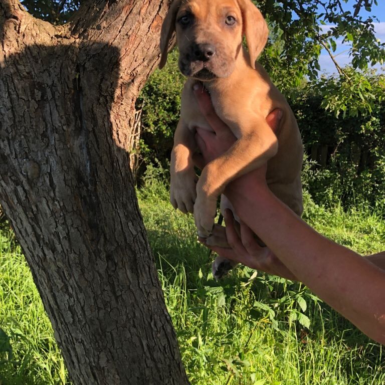 Great Dane female pup - Image 5 of 5