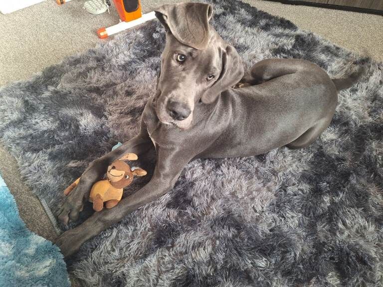 Great Dane puppies for sale in Leeds, West Yorkshire – 7 months old