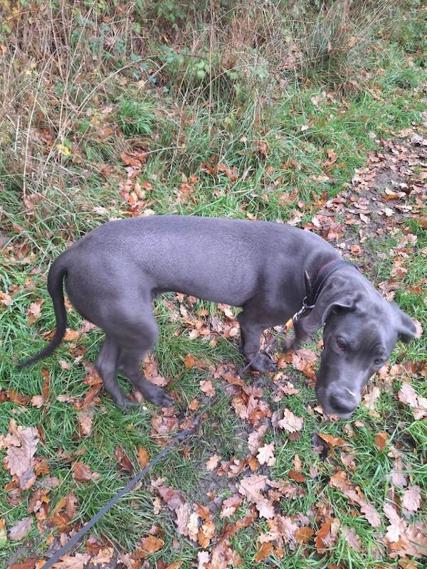 Great Dane puppies for sale in Leeds, West Yorkshire – 7 months old - Image 2 of 3