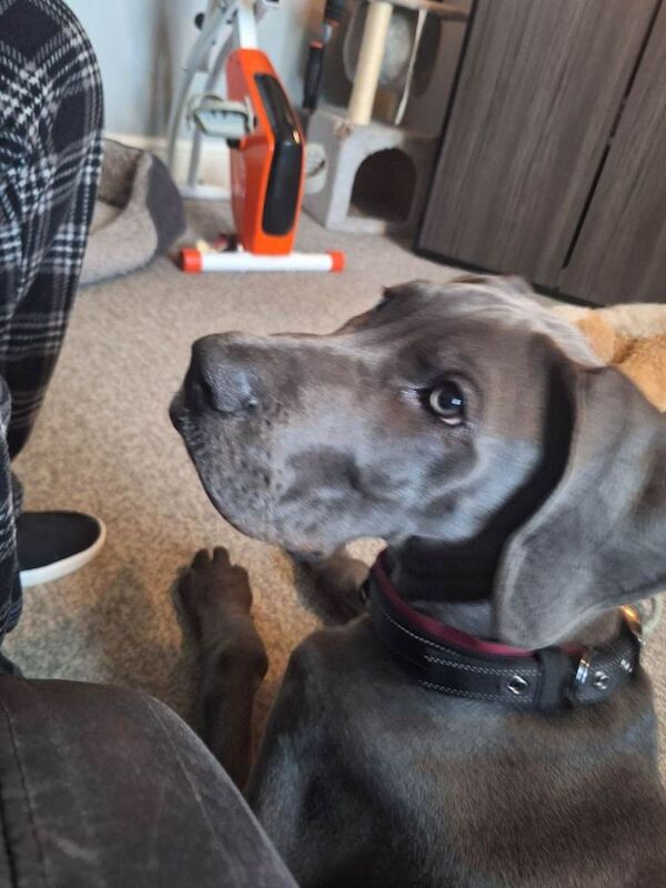 Great Dane puppies for sale in Leeds, West Yorkshire – 7 months old - Image 3 of 3