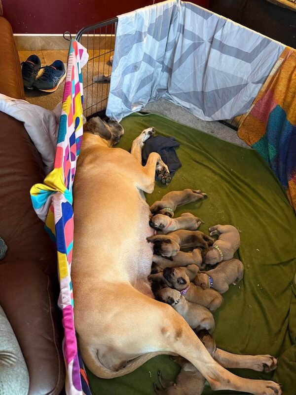 GREAT DANE PUPPIES for sale in Gilford, County Down