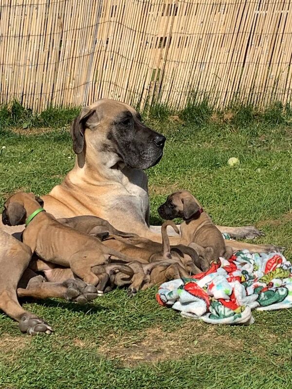 Great Dane Puppies for sale in New Galloway, The Stewartry of Kirkcudbright
