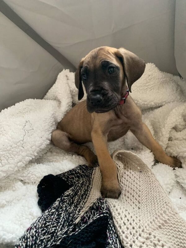 Great Dane Puppies for sale in New Galloway, The Stewartry of Kirkcudbright - Image 2