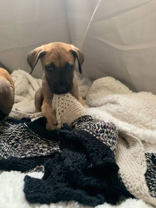 Great Dane Puppies for sale in New Galloway, The Stewartry of Kirkcudbright - Image 3