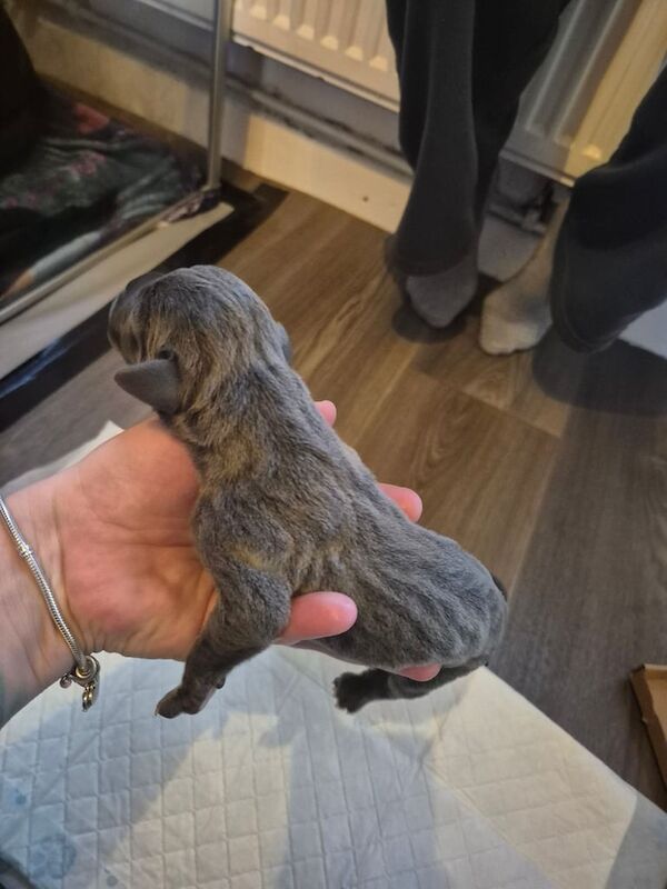Great Dane Puppies For Sale