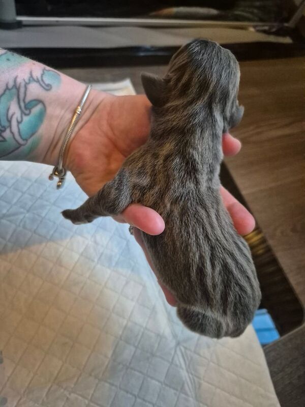 Great Dane puppies for sale in Widnes, Cheshire – KC registered, 1 week old - Image 2 of 3